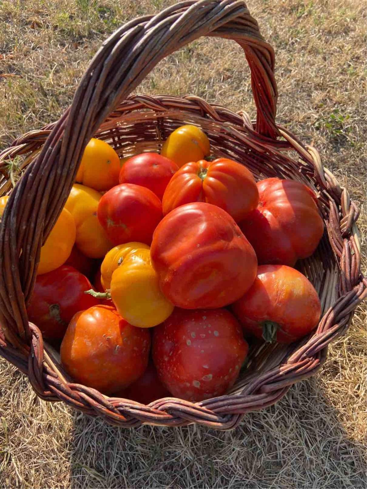 Agriturismo Popolano Di Sotto 马拉迪 外观 照片